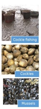 Cockle fishing - Cockles - Mussels
