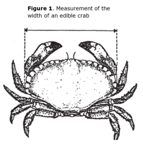 Crab_min_Size